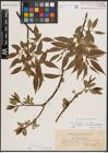 Foto von Salix fragilis L.